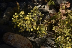 Calceolaria petioalaris