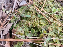 Marchantia polymorpha