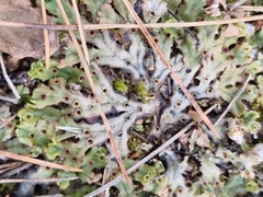 Marchantia polymorpha