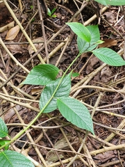 Heliotropium verdcourtii