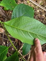 Heliotropium verdcourtii