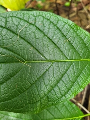 Heliotropium verdcourtii