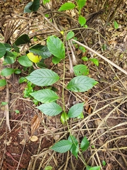 Heliotropium verdcourtii