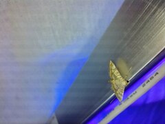 Glyphodes sibillalis