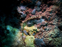 Corythoichthys amplexus