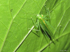 Phlugis ocraceovittata