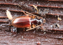 Oxypselaphus obscurus
