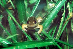 Phrynobatrachus acridoides