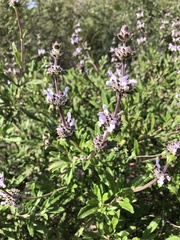 Salvia mellifera