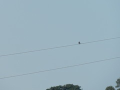 Pygochelidon cyanoleuca