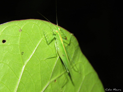 Phlugis ocraceovittata