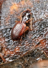 Oxypselaphus obscurus