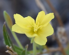 Oenothera elata hirsutissima