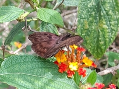 Anastrus sempiternus