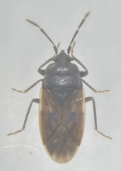 Drymus sylvaticus