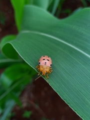 Podontia quatuordecimpunctata