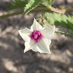 Ipomoea coptica