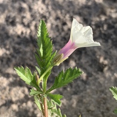 Ipomoea coptica
