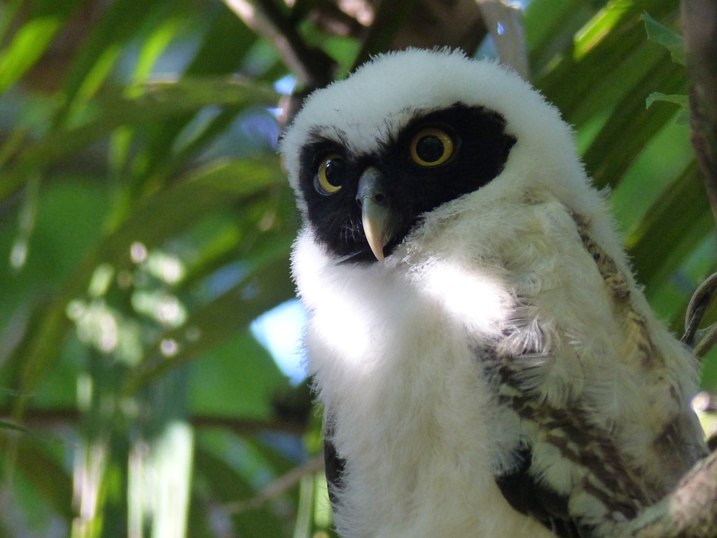 Spectacled Owl