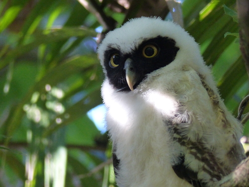 Spectacled Owl