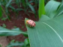 Podontia quatuordecimpunctata