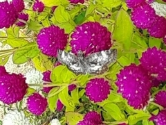 Chiomara asychis