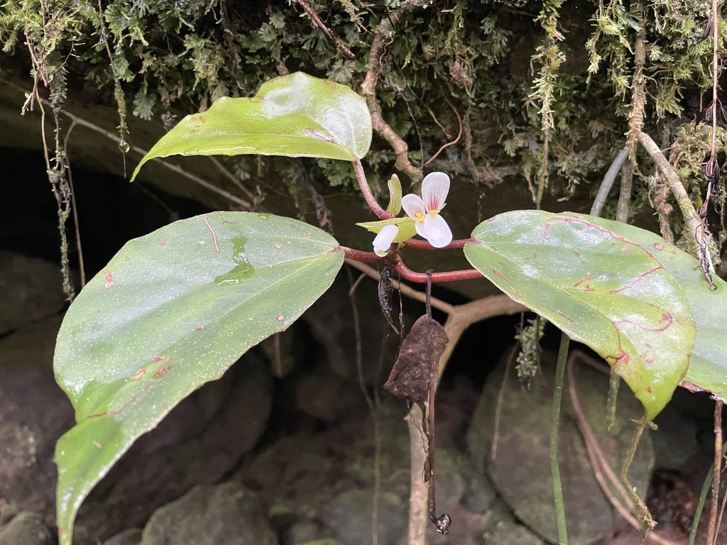 Begonia poculifera