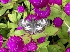 Chiomara asychis
