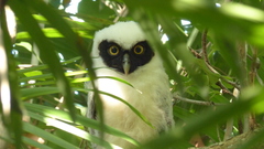 Pulsatrix perspicillata