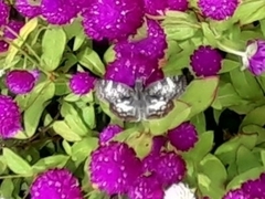 Chiomara asychis