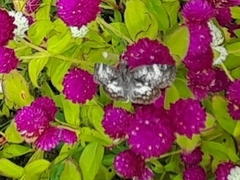 Chiomara asychis