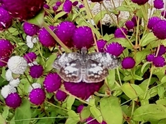 Chiomara asychis