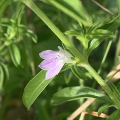 Justicia divaricata