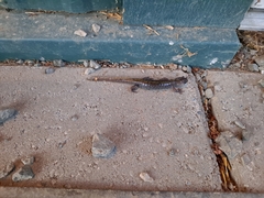 Ambystoma macrodactylum macrodactylum