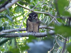 Pulsatrix perspicillata