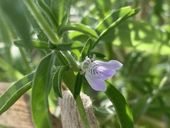 Justicia divaricata