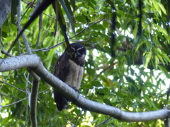 Pulsatrix perspicillata