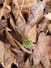Potentilla canadensis