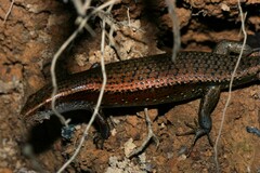 Eutropis multifasciata