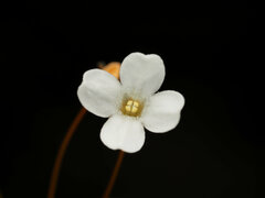 Mitrasacme polymorpha