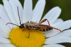 Stenopterus rufus