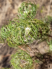 Serruria inconspicua