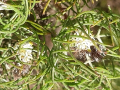 Serruria inconspicua