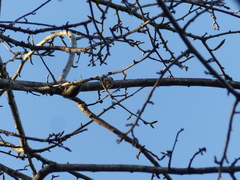 Picumnus squamulatus