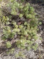 Serruria inconspicua