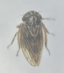 Anaceratagallia
