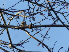 Picumnus squamulatus