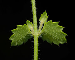 Gonocarpus teucrioides