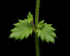 Gonocarpus teucrioides