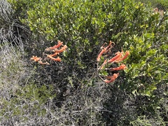 Tylecodon grandiflorus